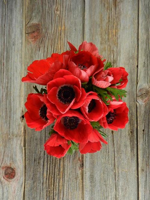  RED ANEMONE